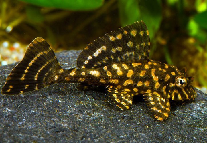Golden Spotted